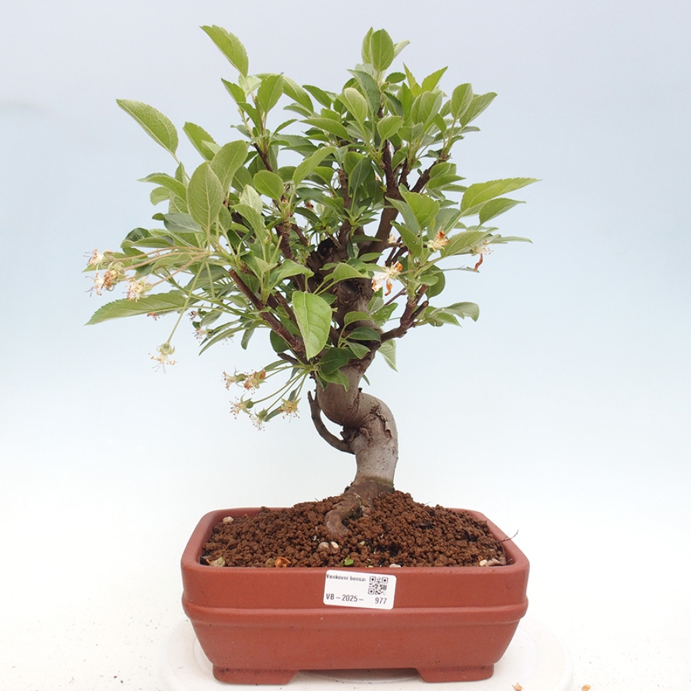 Bonsai im Freien - Malus halliana - Kleinfruchtiger Apfelbaum