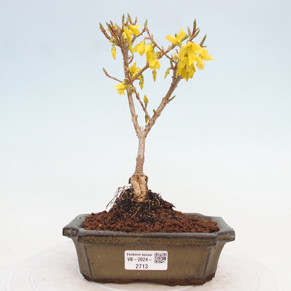 Bonsai im Freien - Forsythie - Forsythia intermedia 