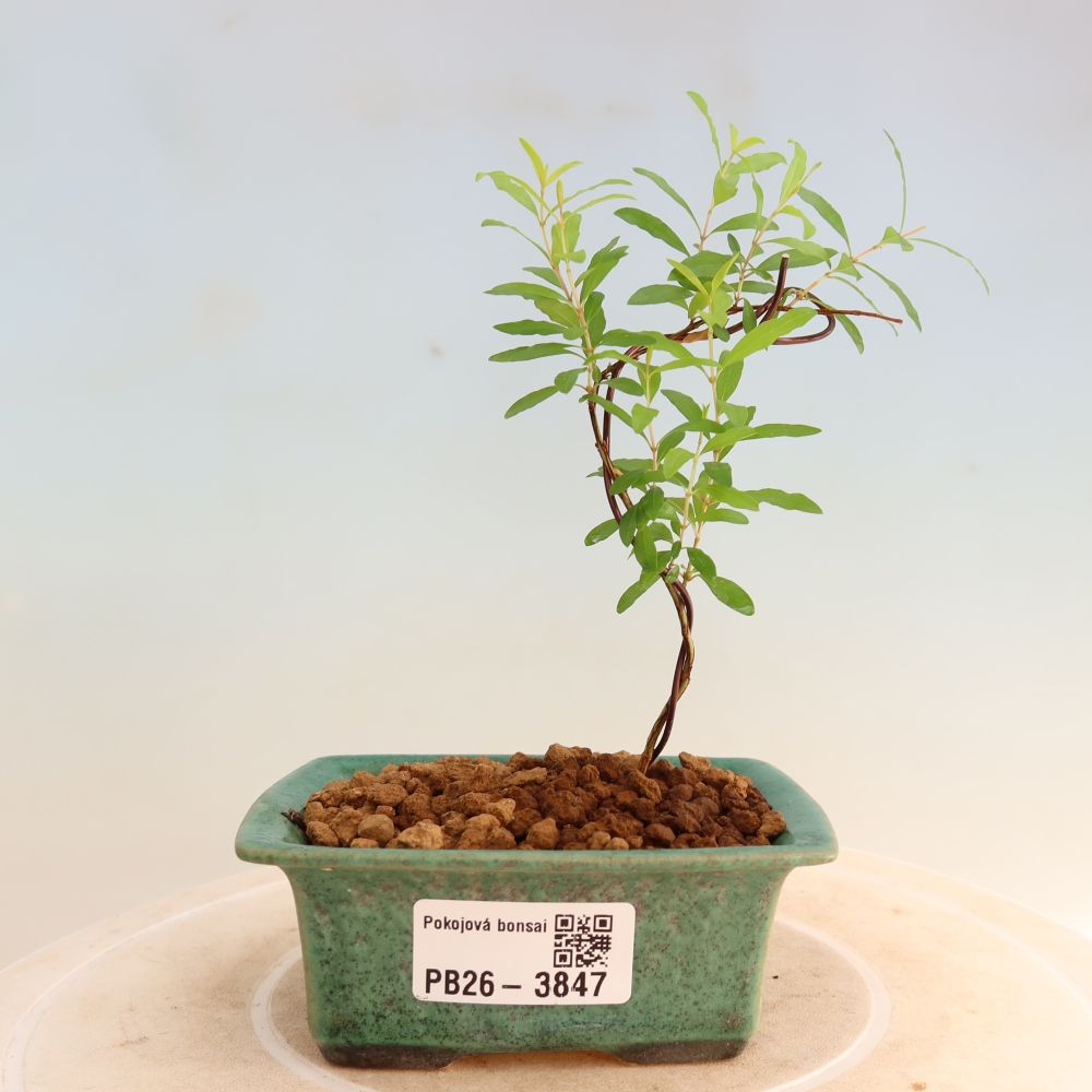 Zimmer-Bonsai-PUNICA granatum nana-Apfel-Granatapfel