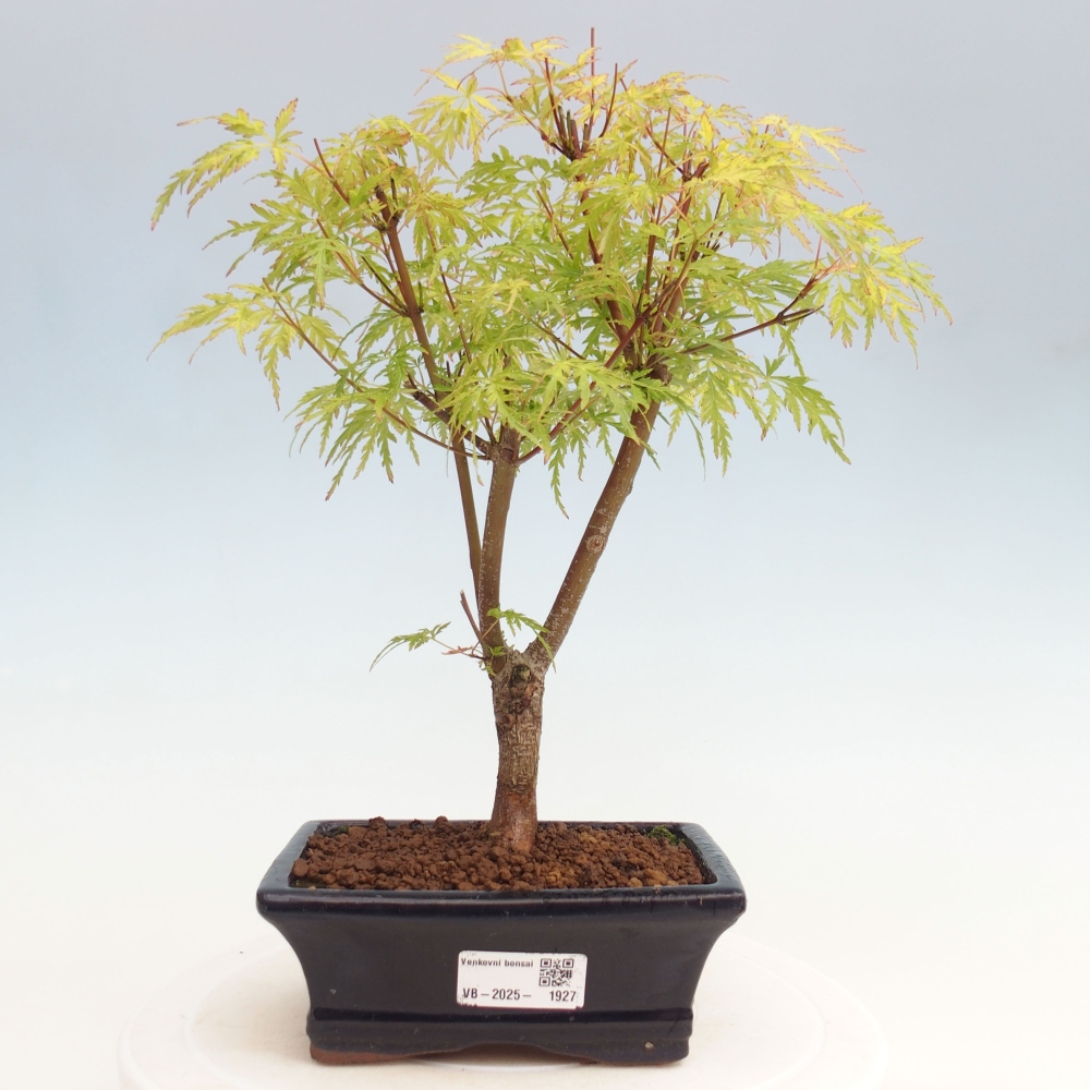 Bonsai im Freien - Acer palmatum Dissectum - japanischer Ahorn 