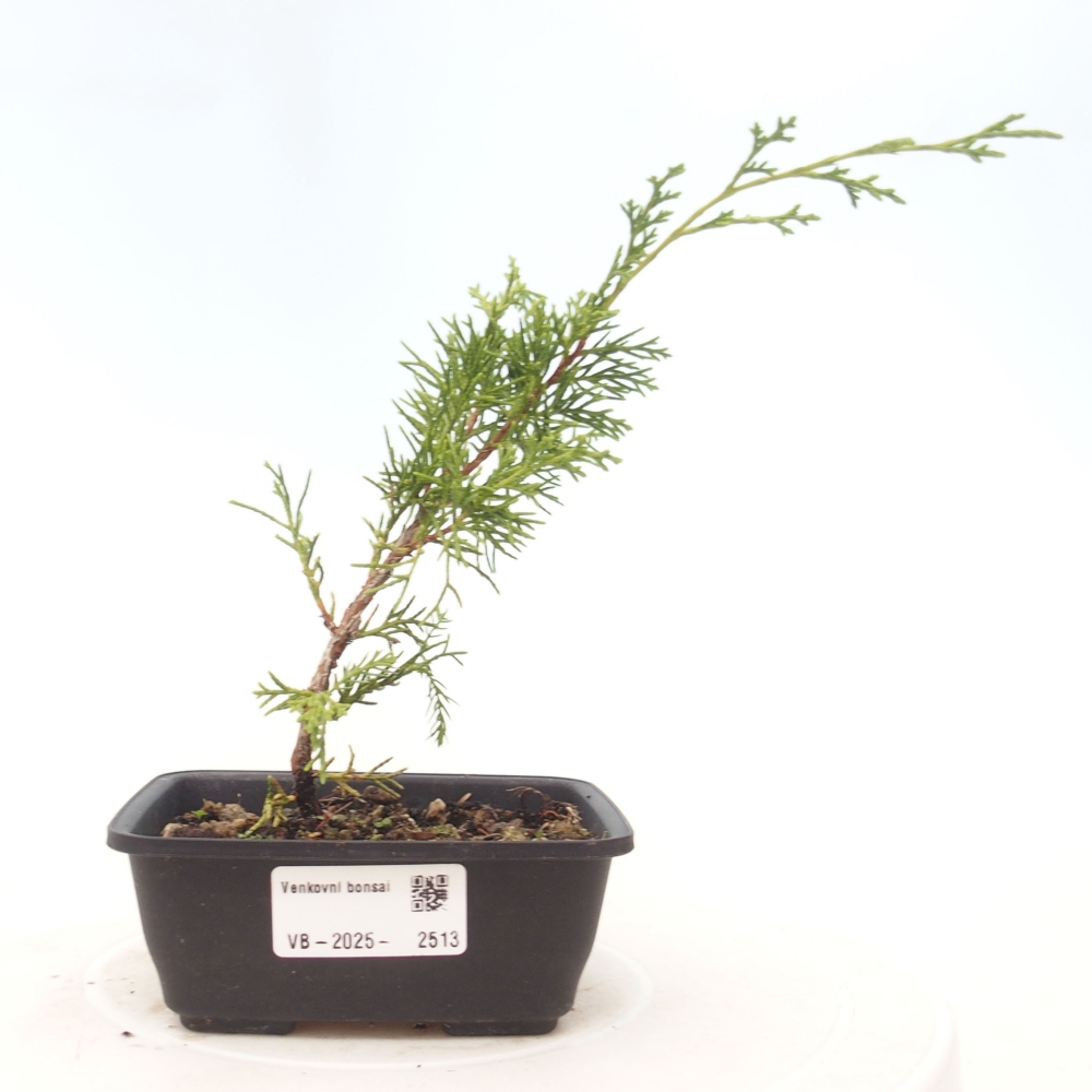 Outdoor bonsai - Juniperus chinensis Itoigawa - Chinese juniper