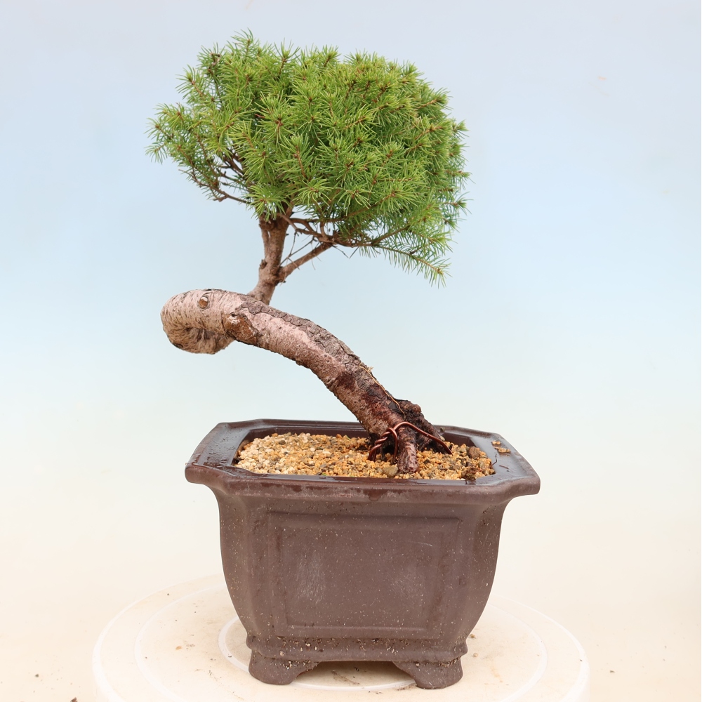 Bonsai für draußen - Fichte - Picea glauca globe