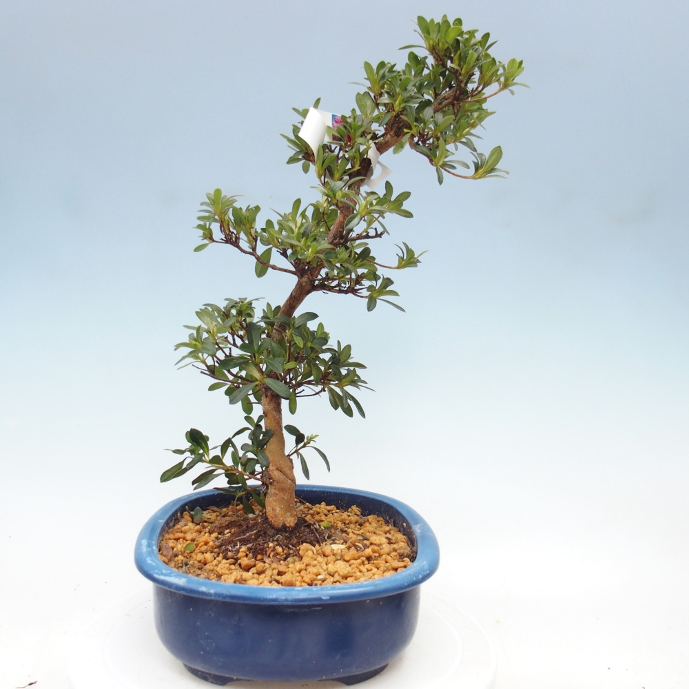 Bonsai für draußen - Japanische Azalee - Azalee Santoka