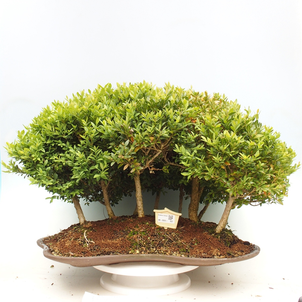 Outdoor-Bonsai - Buxus sempervirens - Buchsbaum