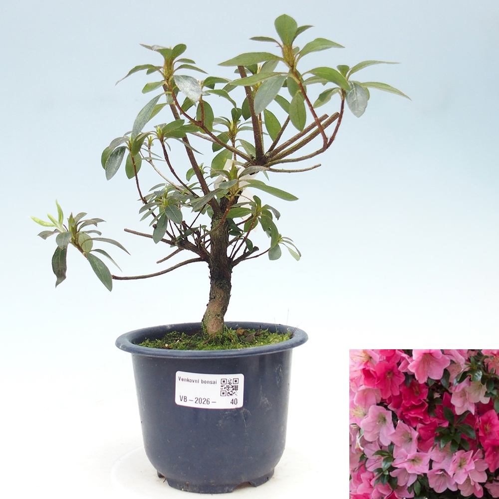 Bonsai für draußen - Japanische Azalee - Azalea Saien