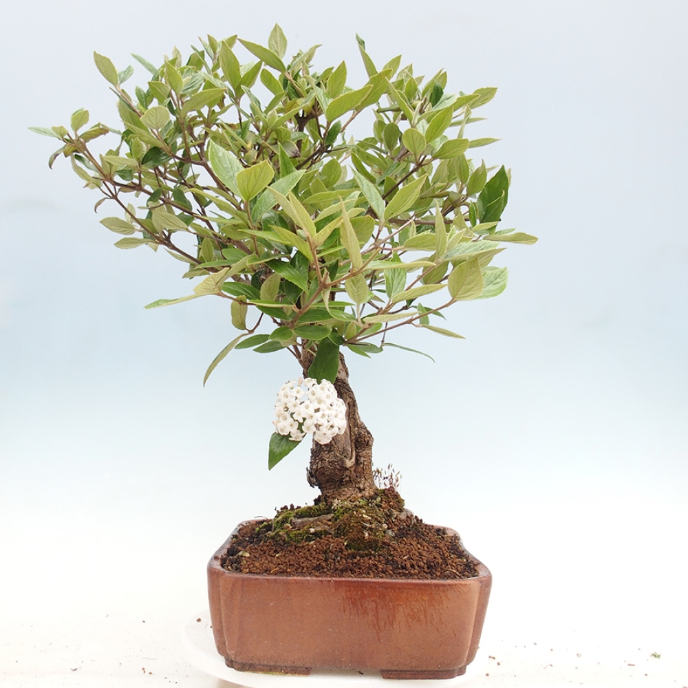 Outdoor-Bonsai-Kalina Bodnanská - Viburum carlesii