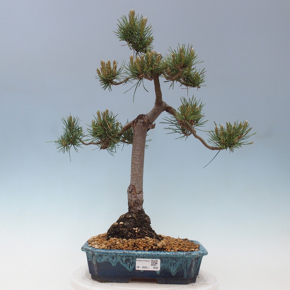 Bonsai im Freien - Pinus Sylvestris - Waldkiefer