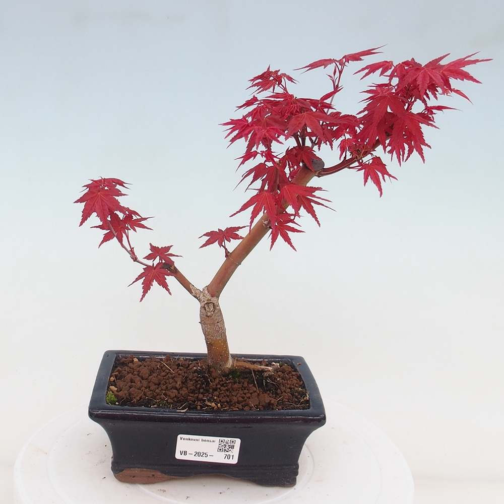Outdoor bonsai - dlanitolistý klon - Acer palmatum DESHOJO