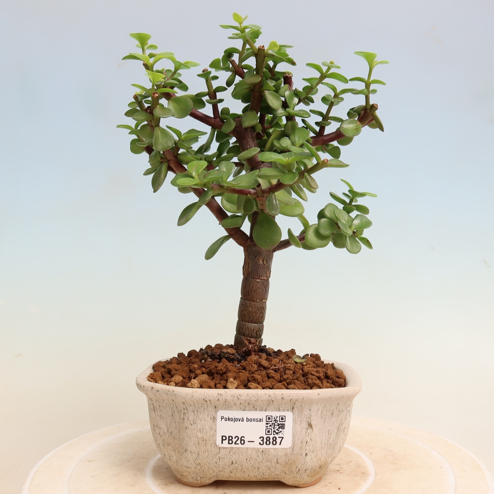 Zimmer Bonsai - Portulakaria Afra - Tlustice