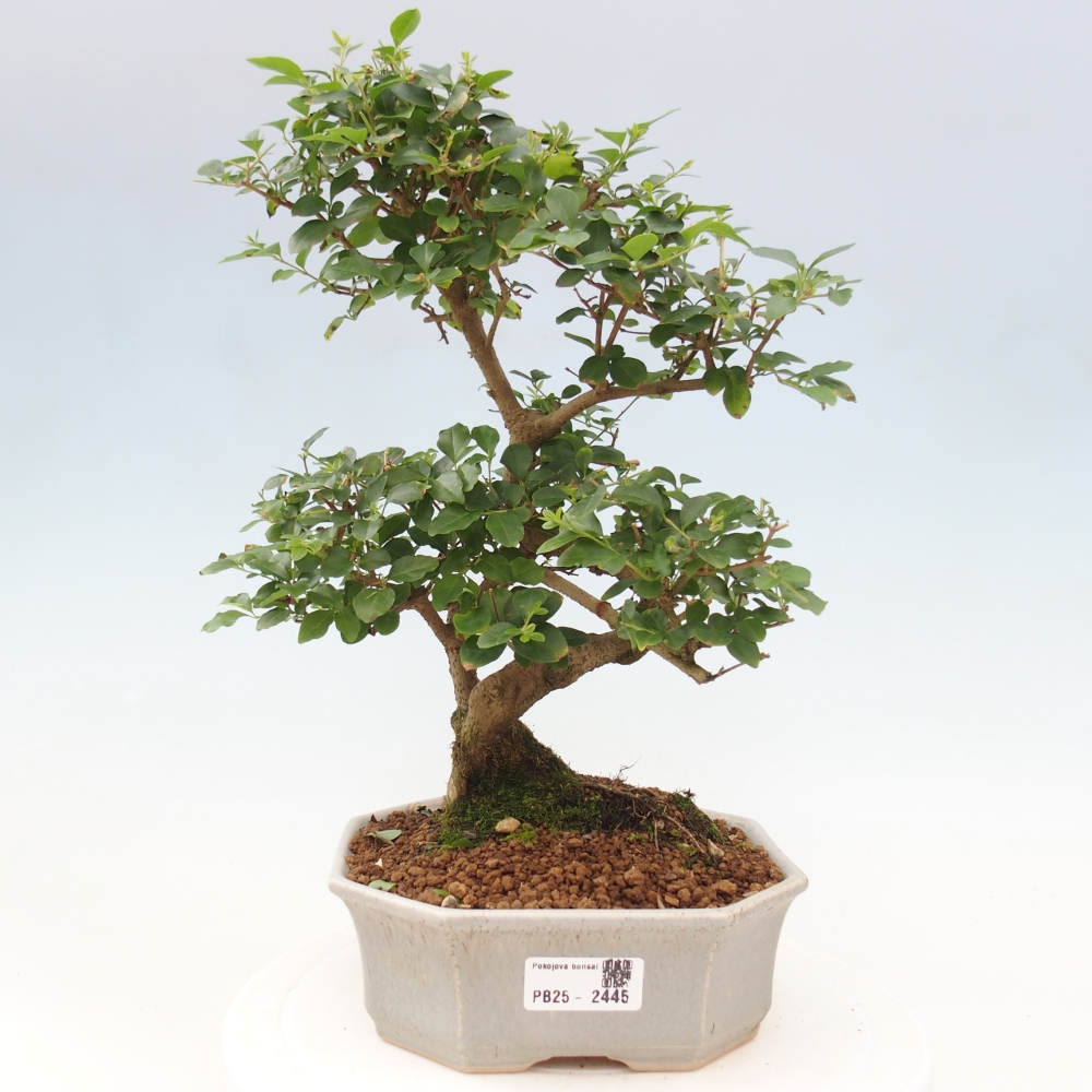Indoor Bonsai -Ligustrum chinensis - Vogelschnabel
