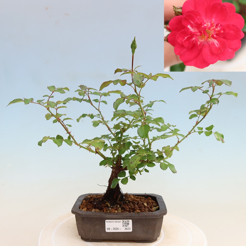 Bonsai für draußen - Rosa Kordes - Rose