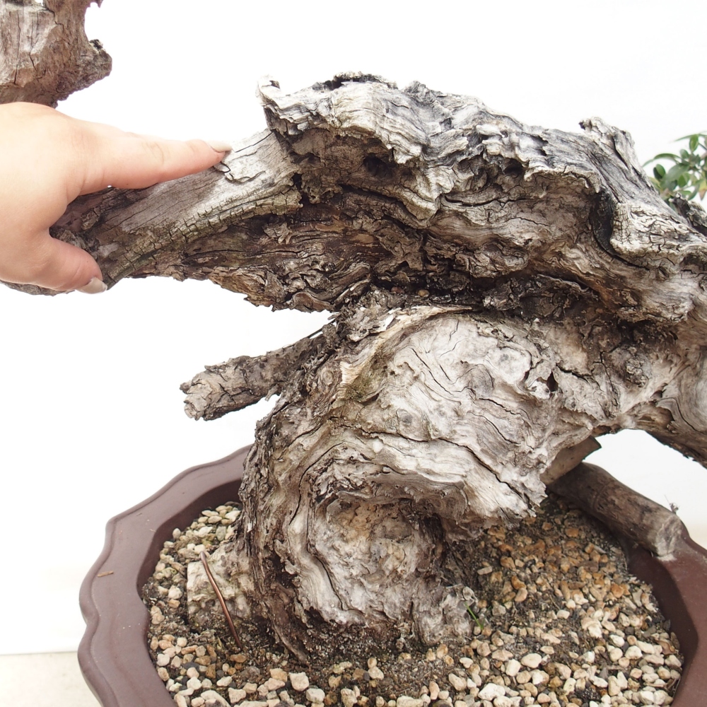 Indoor-Bonsai - Olea europaea sylvestris - Europäisches kleinblättriges Olivenöl
