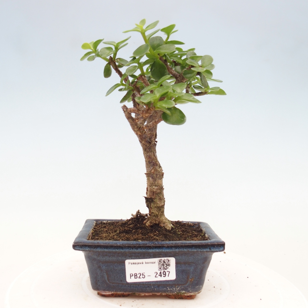 Zimmerbonsai - Portulakaria Afra - Tlustice