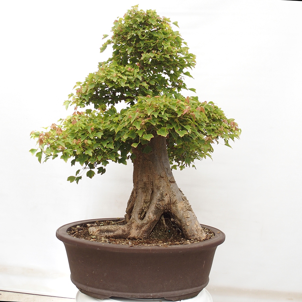 Bonsai im Freien - Ahorn Buergerianum - Burger Maple