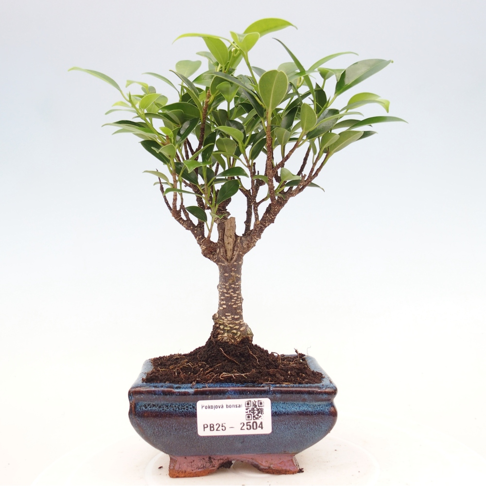 Zimmerbonsai - Kleinblättriger Ficus - Ficus kimmen