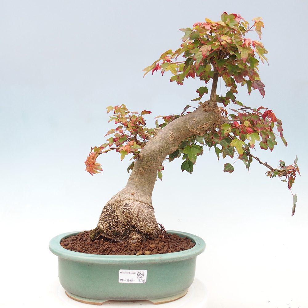 Bonsai im Freien - Ahorn Buergerianum - Burger Maple
