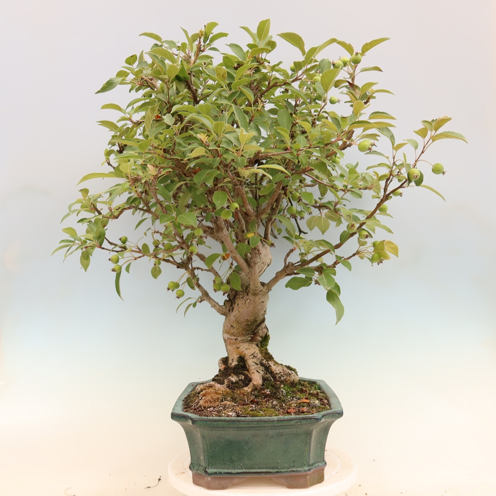 Outdoor-Bonsai -Malus halliana - Kleinfrüchtiger Apfelbaum