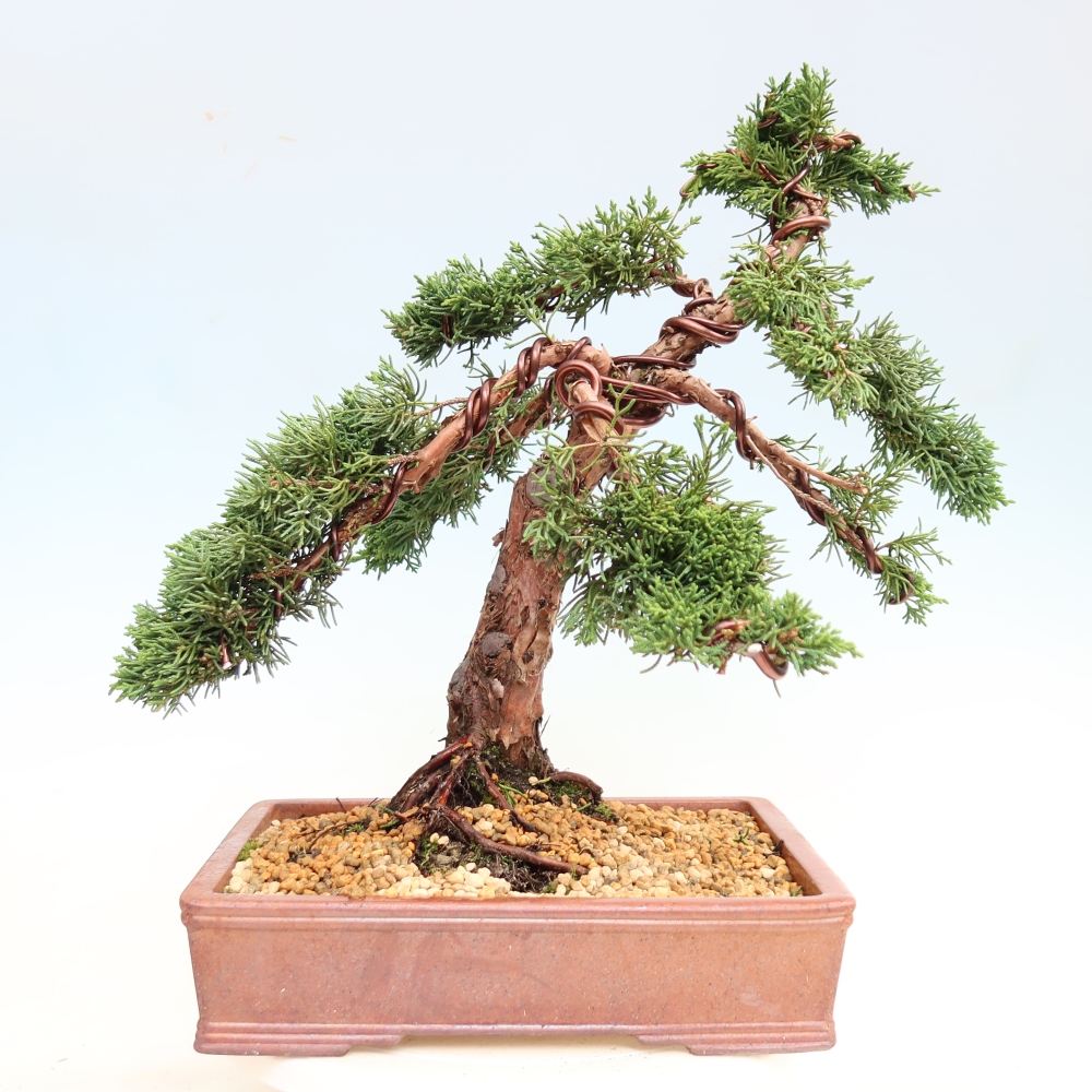 Bonsai für draußen - Juniperus chinensis Kishu