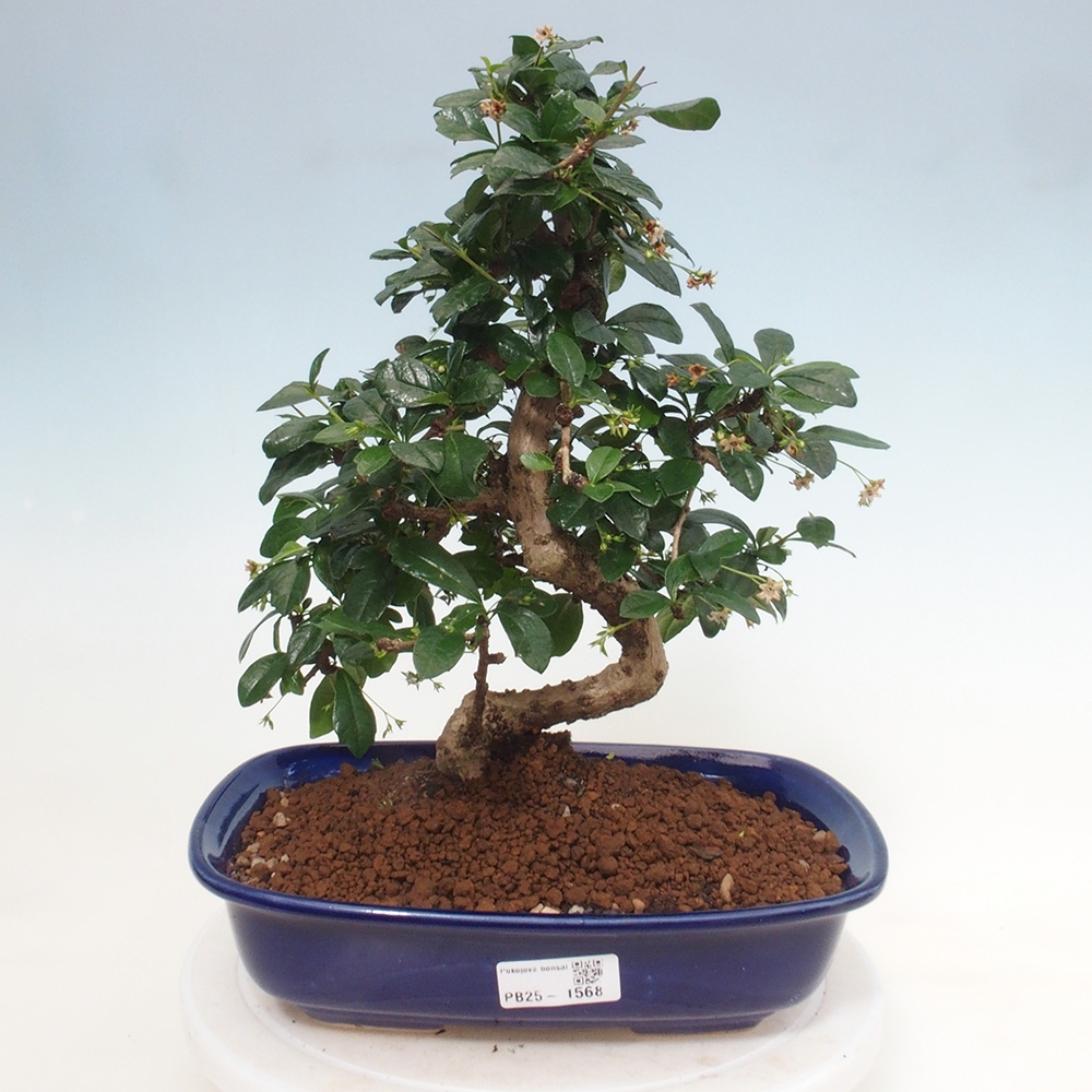 Zimmer Bonsai - Carmona macrophylla - Tea Fuki
