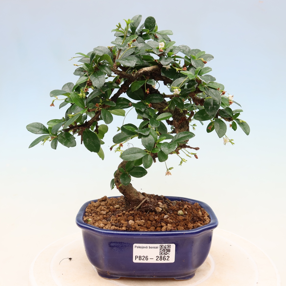 Zimmer-Bonsai - Carmona macrophylla - Tee-Fuki