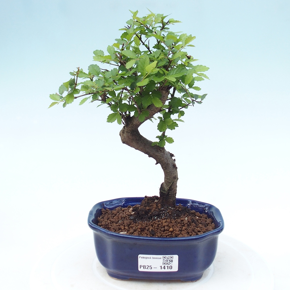 Zimmer Malolistý Ulme Bonsai