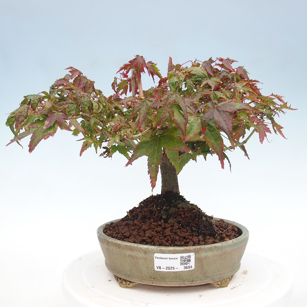 Acer palmatum KIOHIME - Palmetto-Ahorn