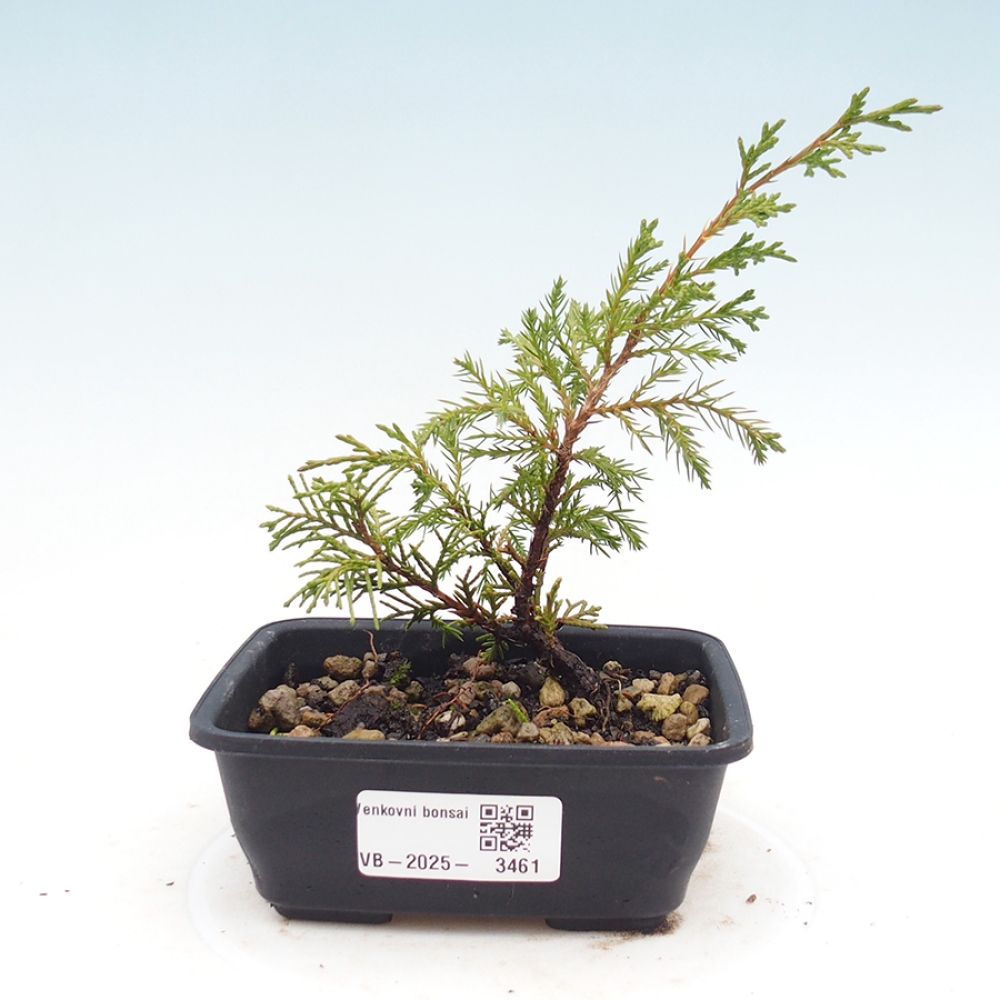 Bonsai für draußen - Juniperus chinensis Itoigawa
