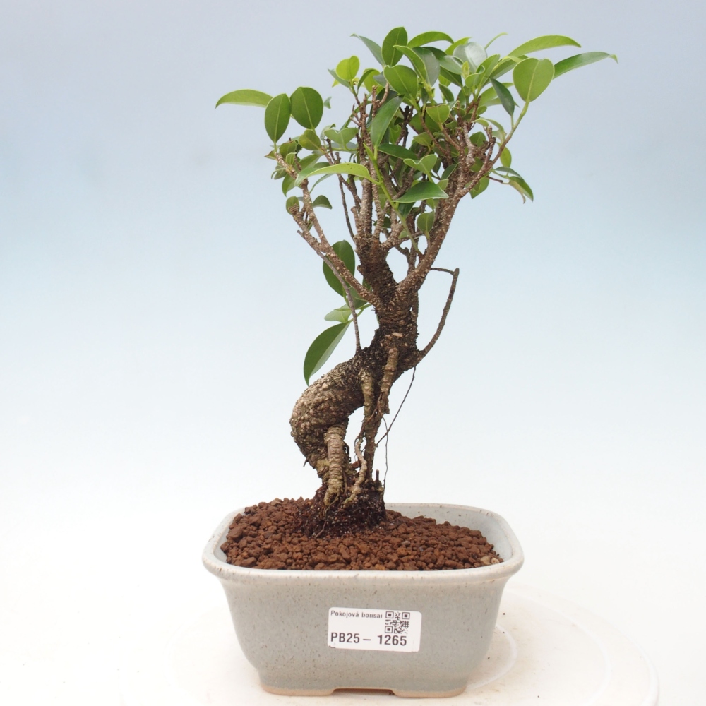 Zimmerbonsai - Ficus retusa - kleinblättriger Ficus