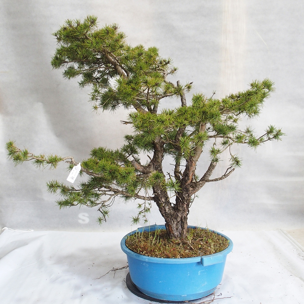 Yamadori - Pinus sylvestris 