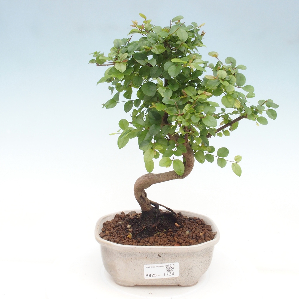 Innenbonsai - Sagerécie Thea - Sagerécie Thea
