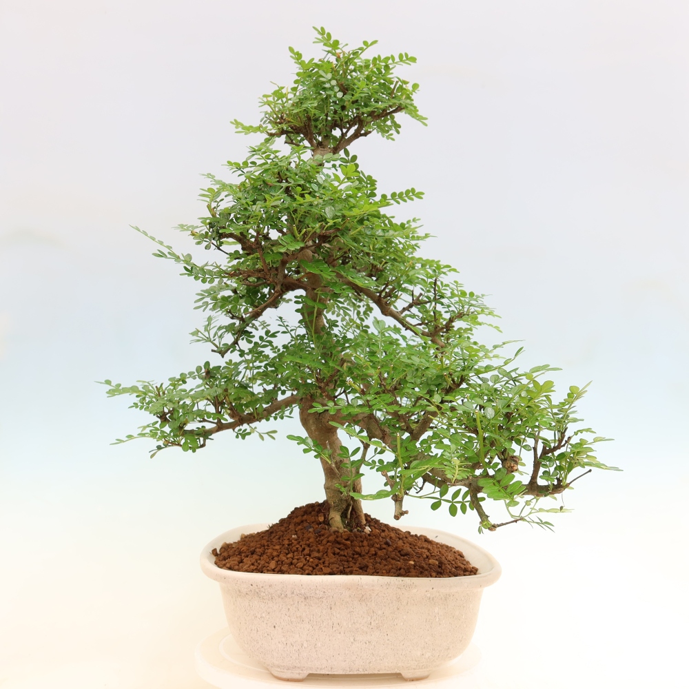 Zimmer Bonsai - Zantoxylum piperitum - Pfefferbaum
