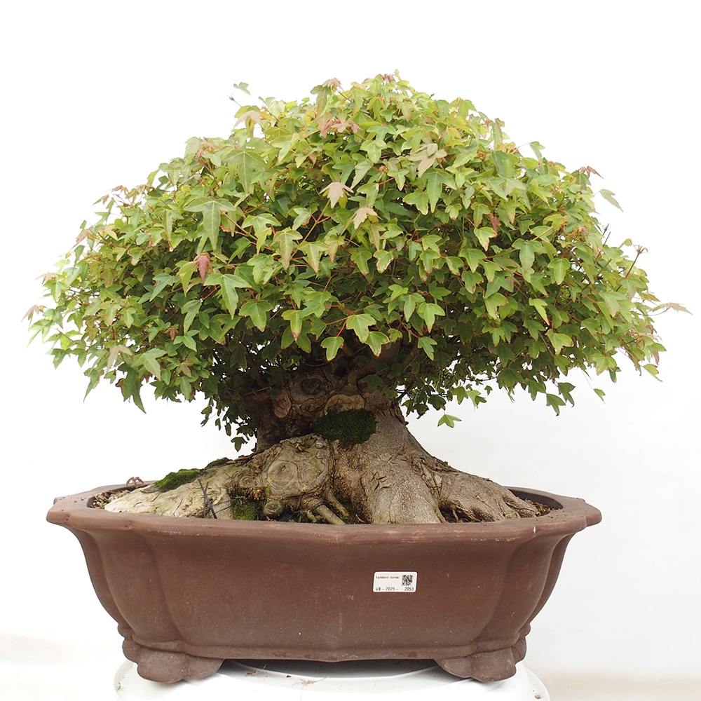 Bonsai im Freien - Ahorn Buergerianum - Burger Maple