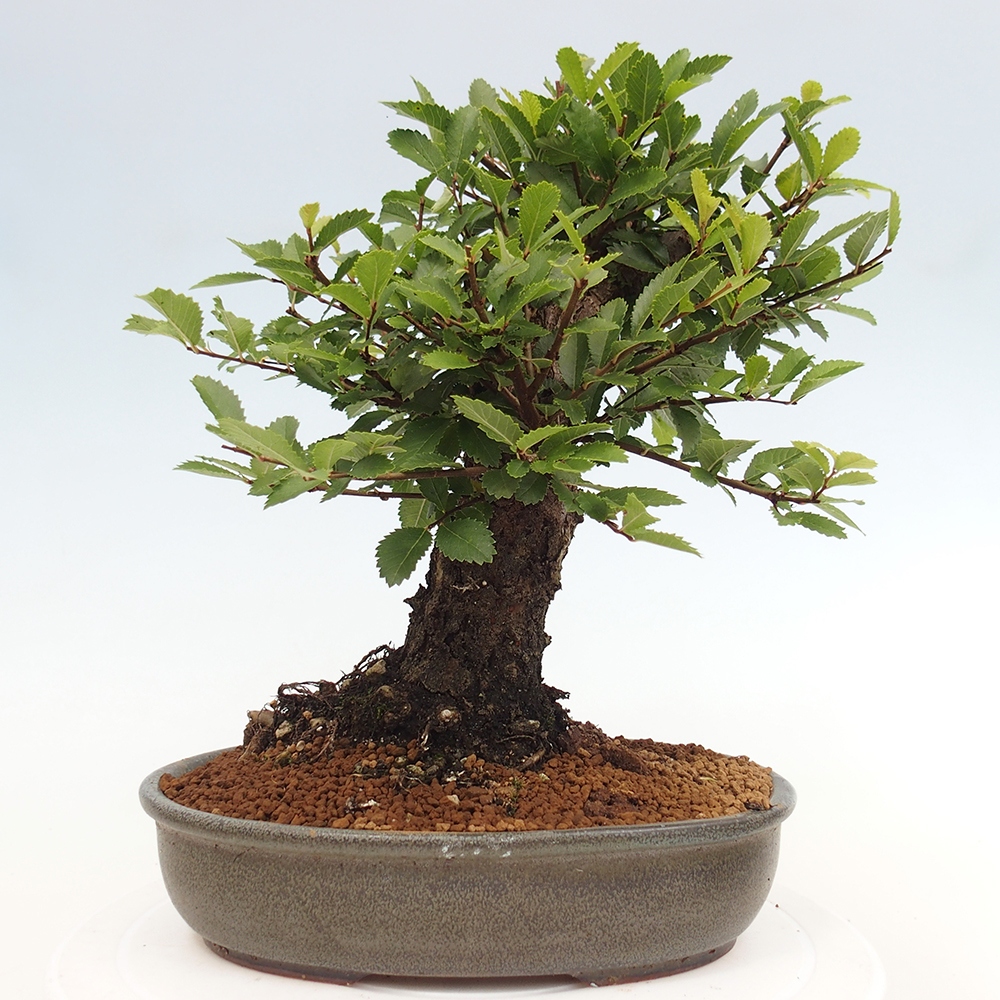 Bonsai im Freien - Zelkova - Zelkova NIRE