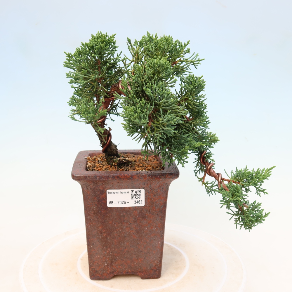 Bonsai für draußen - Juniperus chinensis Kishu
