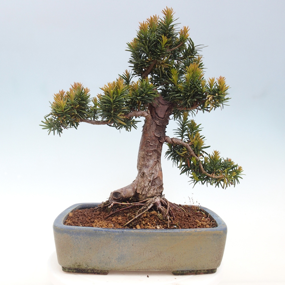 Bonsai im Freien - Taxus cuspidata - Japanische Eibe