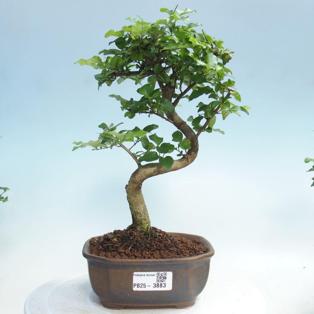 Zimmer Bonsai -Ligustrum chinensis - Vogelschnabel