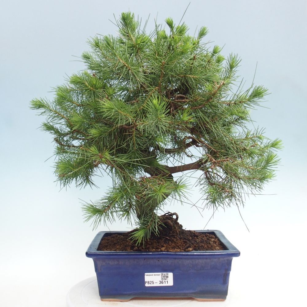 Zimmer Bonsai-Pinus halepensis-Kiefer von Aleppo