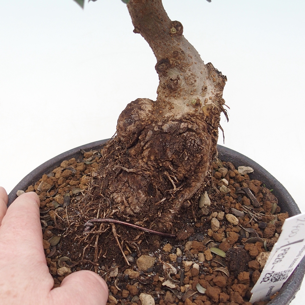 Zimmerbonsai - Olea europaea sylvestris
