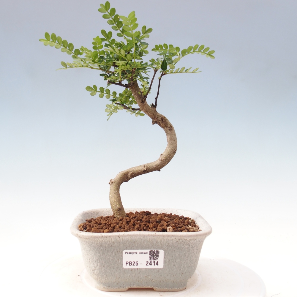 Zimmerbonsai - Zantoxylum piperitum - Pfefferminze