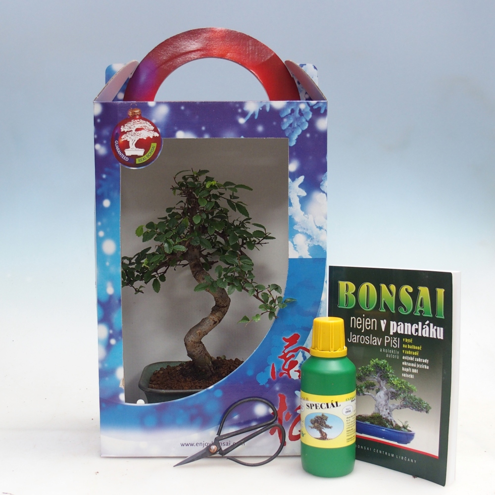 Ulmus parvifolia - Chinesische Ulme