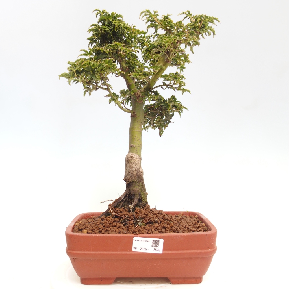 Bonsai im Freien - Acer palmatum Shishigashira-Ahorn