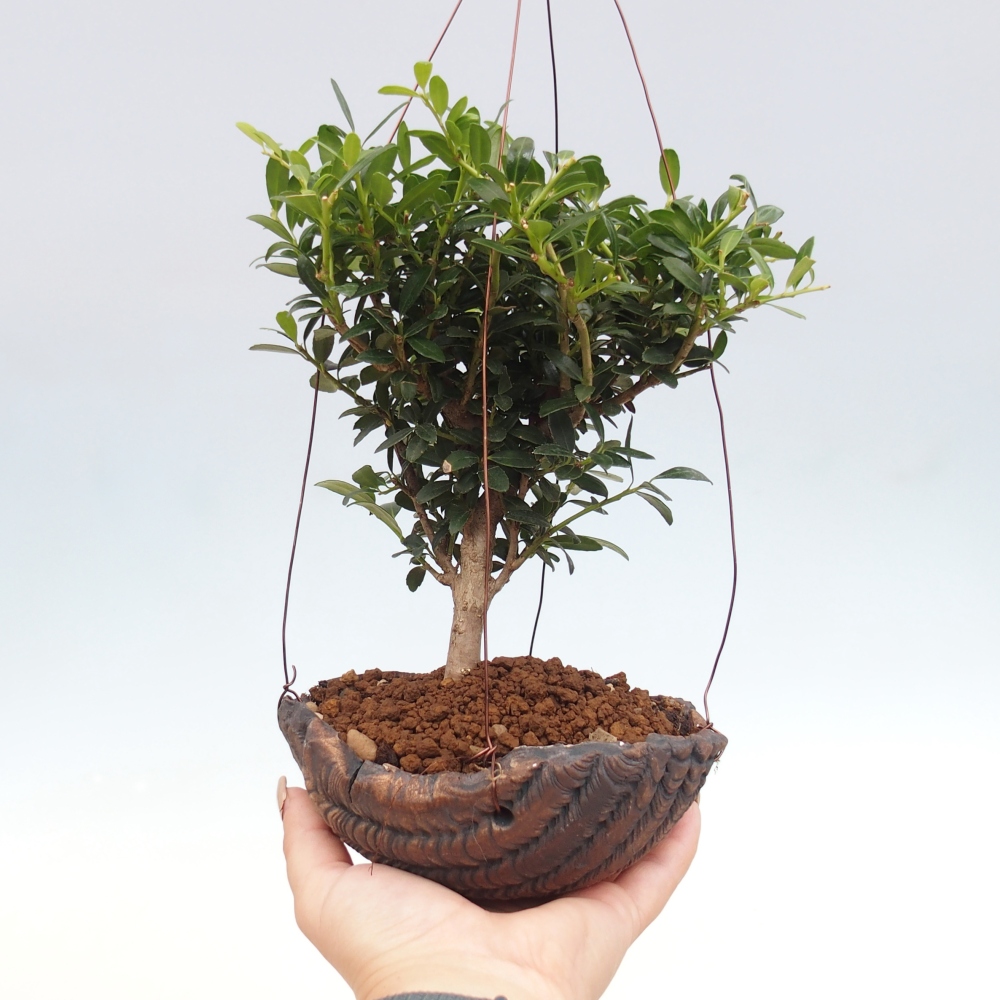 Kokedama aus Keramik - Ilex crenata - Holly