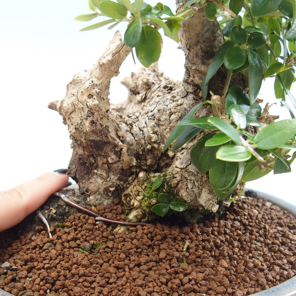 Indoor-Bonsai - Olea europaea sylvestris - Europäisches kleinblättriges Olivenöl