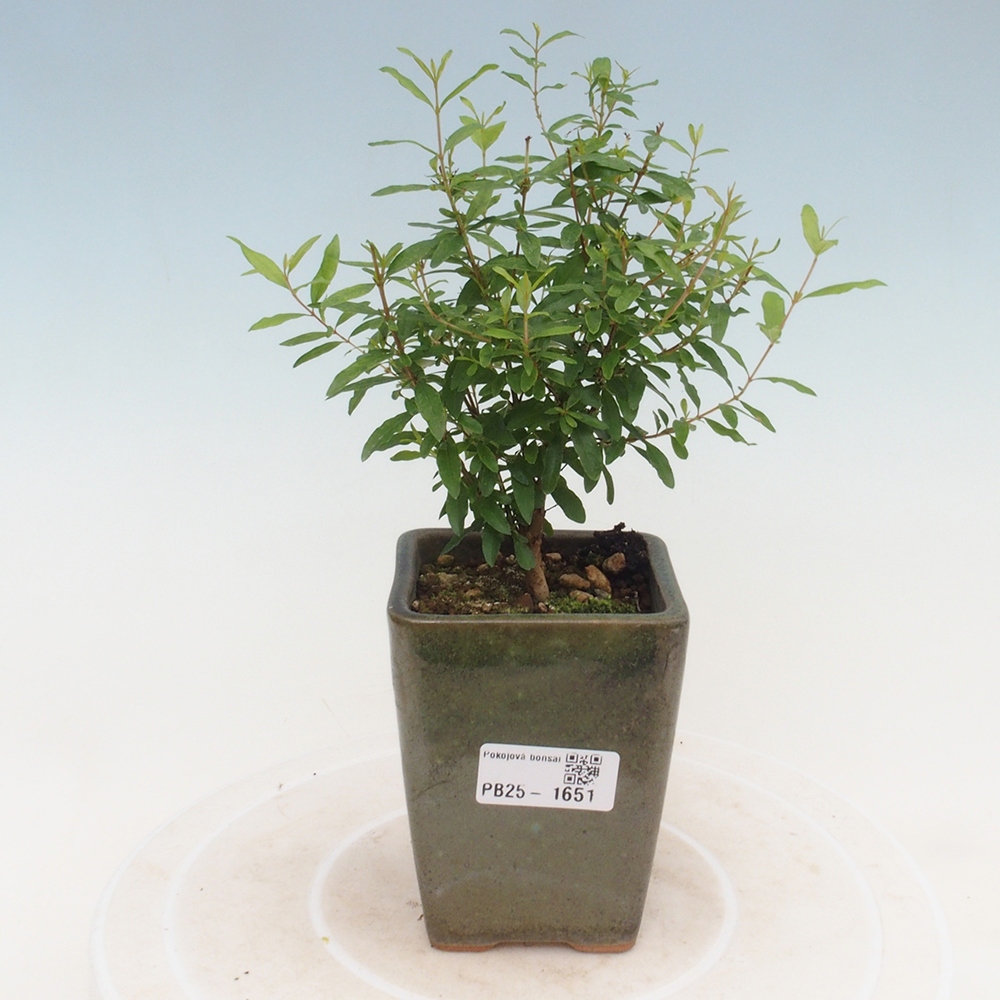 Zimmer Bonsai-PUNICA Granatum -Granatapfel