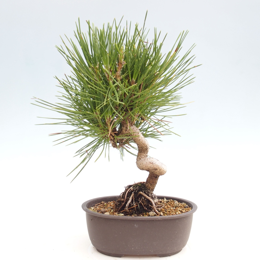 Bonsai im Freien - Pinus thunbergii - Thunbergia-Kiefer