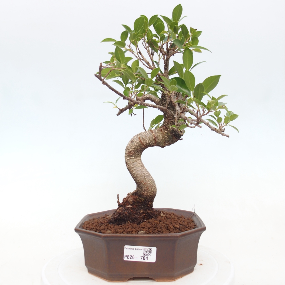 Zimmerbonsai - Ficus retusa - Kleinblättriger Ficus