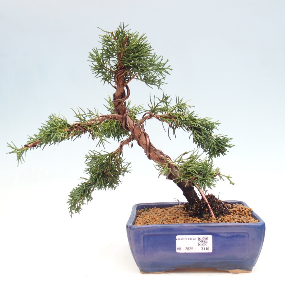 Bonsai im Freien - Juniperus chinensis Kishu - Chinesischer Wacholder