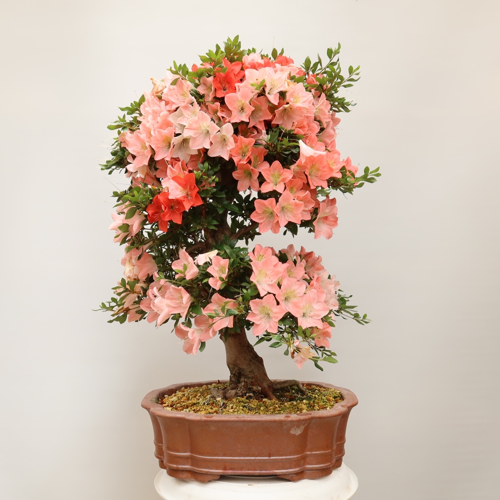 Bonsai für draußen - Japanische Azalee - Azalea Sansai