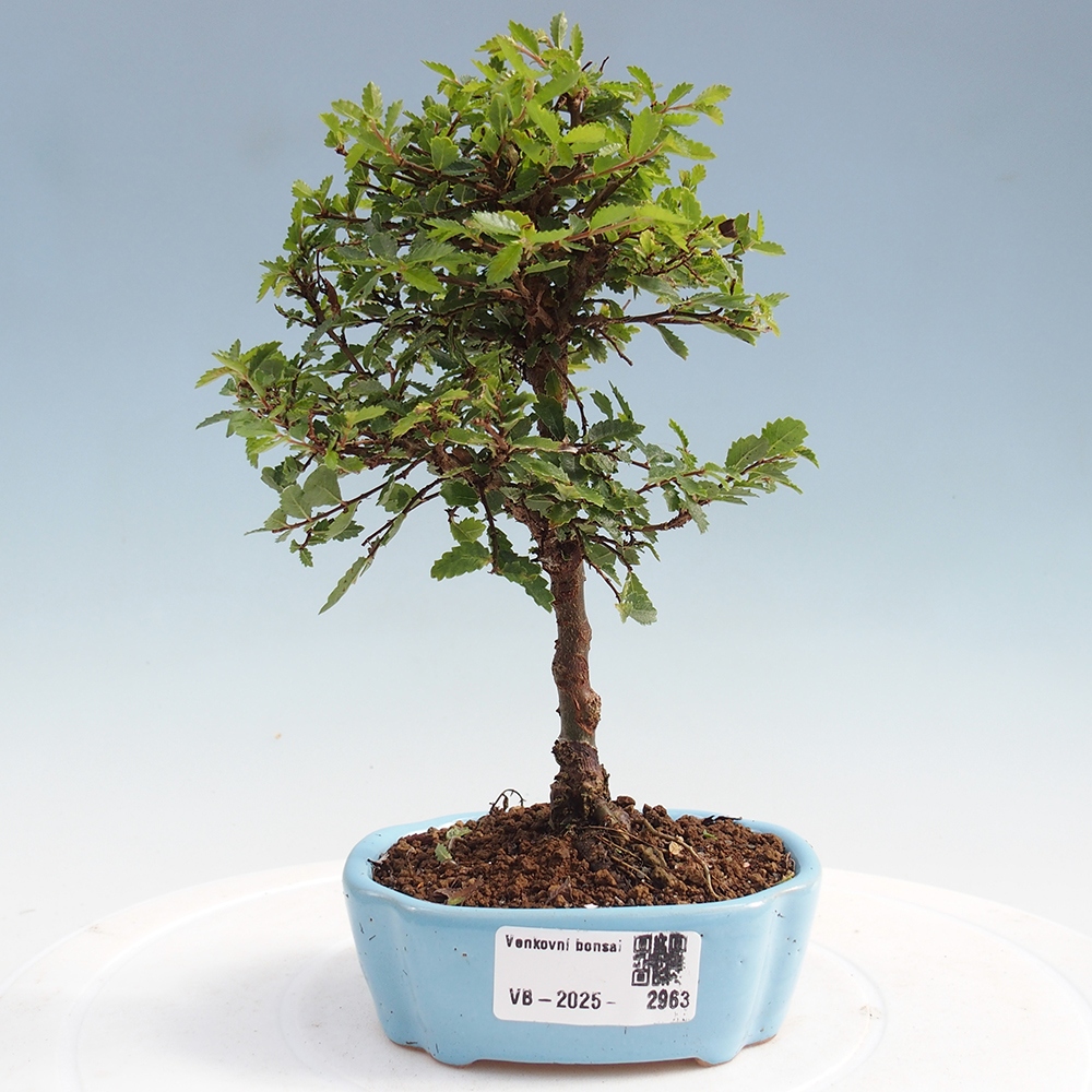 Bonsai im Freien - Ulmus parvifolia Sagei - Kleinblättrige Ulme