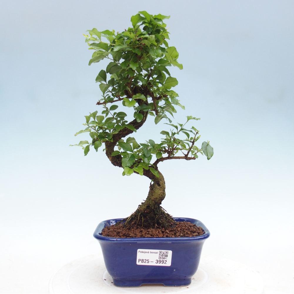 Zimmer Bonsai -Ligustrum chinensis - Vogelschnabel